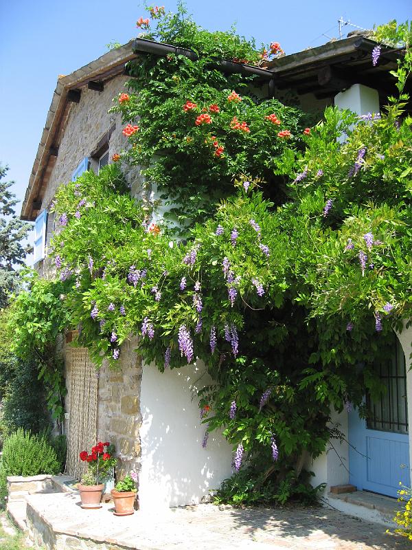Summer - The cottage with wisteria